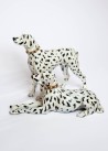 Chiens dalmatien (Set de 2 en L)