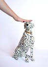 Chien dalmatien assis en XL