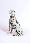 Chien dalmatien assis en XL