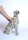 Chien dalmatien assis en XL